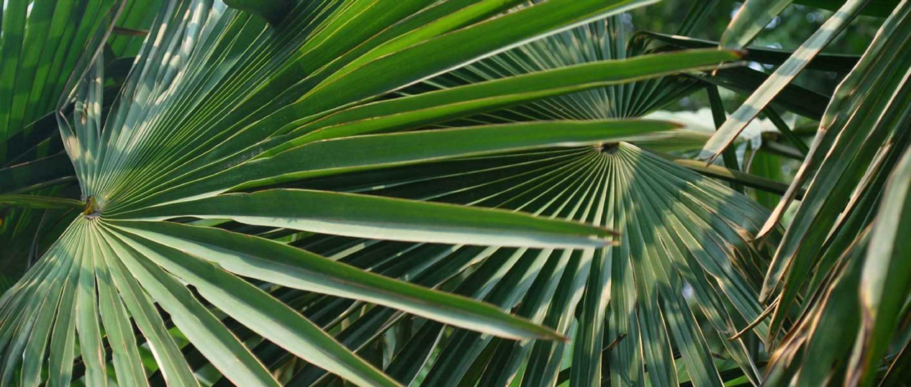 Le palme: piantare, coltivare e curare