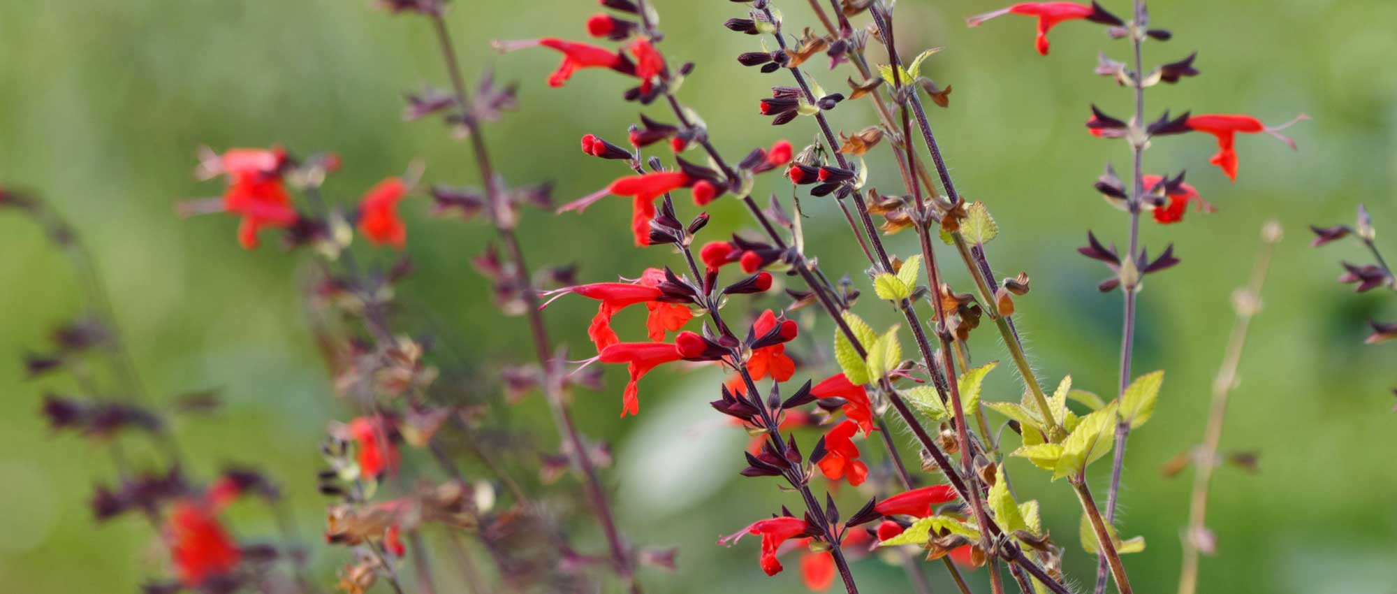 Le salvie, salvia: piantagione, potatura, cura