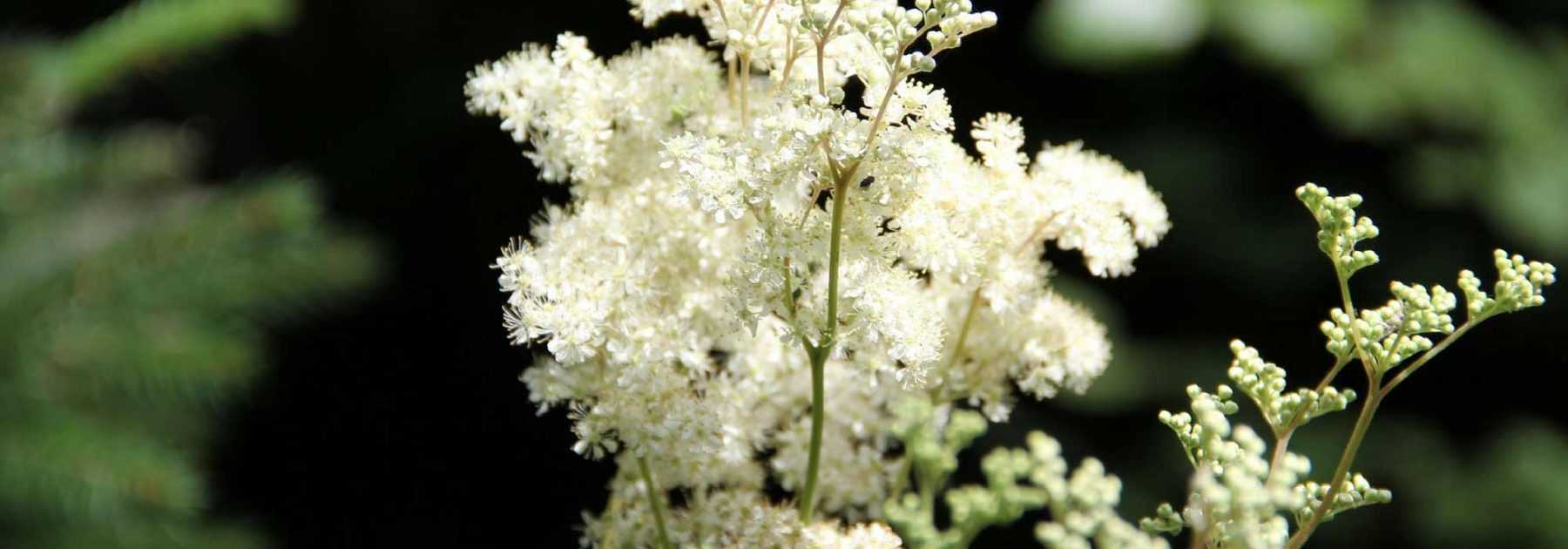 Filipendola, Regina dei Prati: piantare e curare