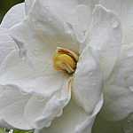 Gardenia: piantagione, cura, potatura, irrigazione