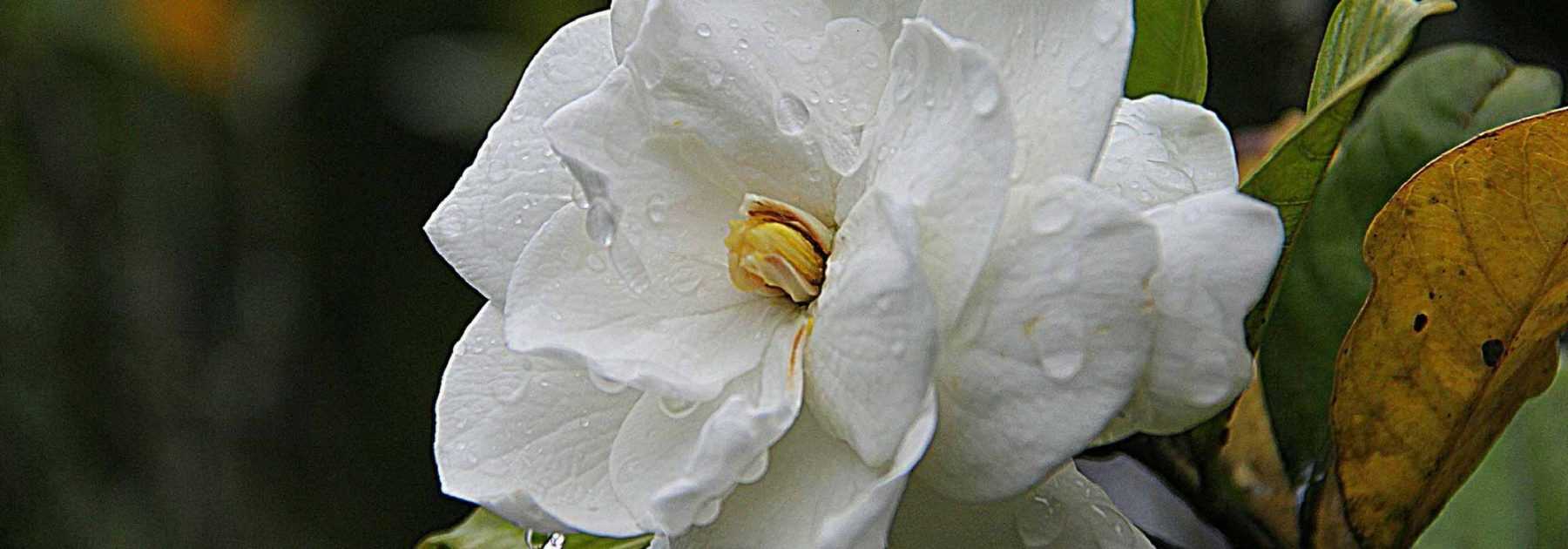Gardenia: piantagione, cura, potatura, irrigazione