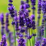 Potare una lavanda: quando e come?