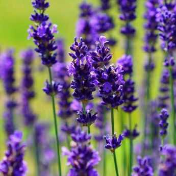 Potare una lavanda: quando e come?