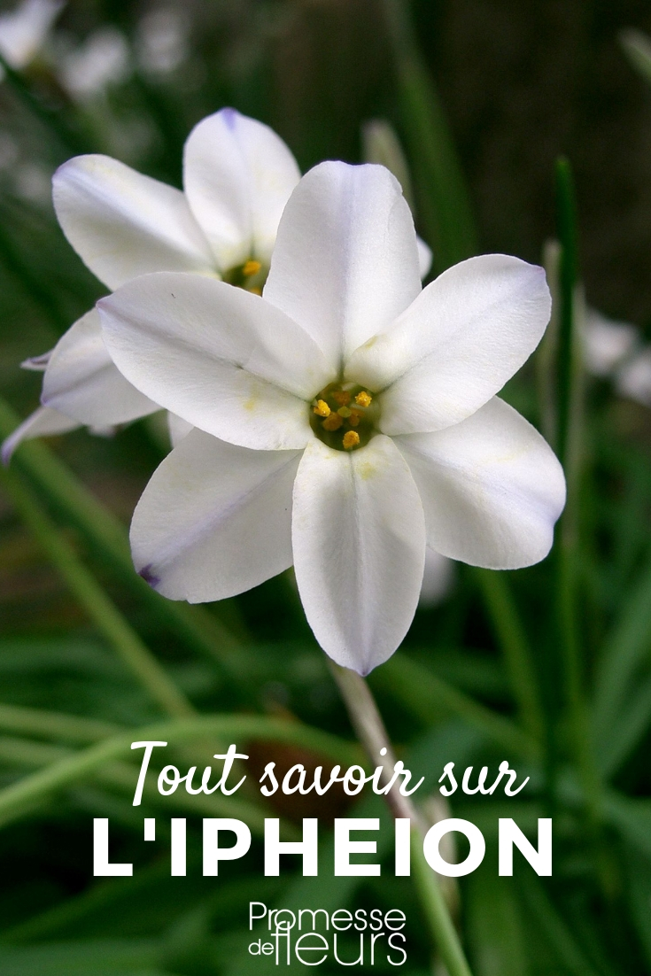 Ipheidone Ipheion: piantare, coltivare