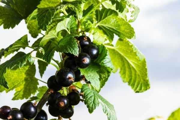 Come essiccare le foglie di ribes nero?