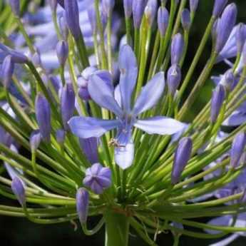 Seminare i Bulbi di Agapanthus