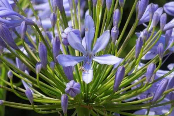 Seminare i Bulbi di Agapanthus