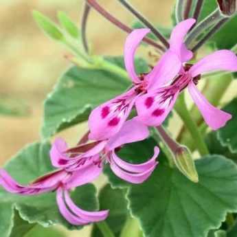 Come fare talee di Pelargoni profumati, edere o zonati?
