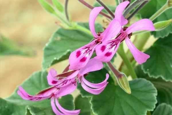 Come fare talee di Pelargoni profumati, edera o zonali?