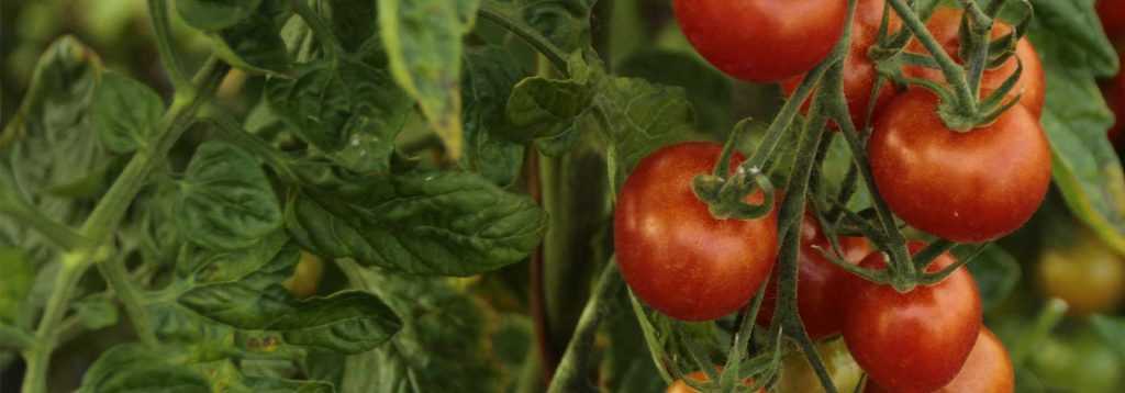 Come preparare il macerato di pomodoro?