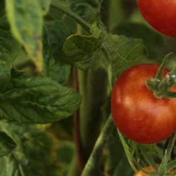 Come preparare il macerato di pomodoro?