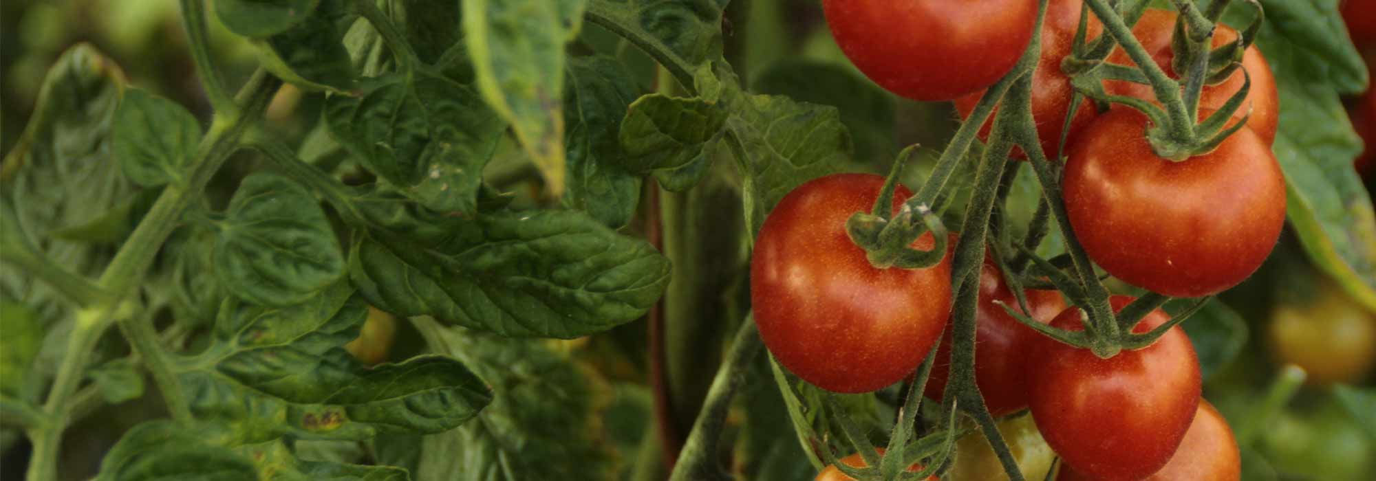 Come preparare il macerato di pomodoro?