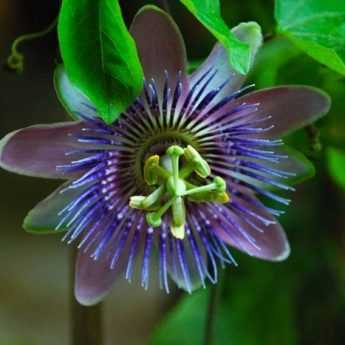 Come fare talee di passiflora? Il nostro tutorial illustrato!