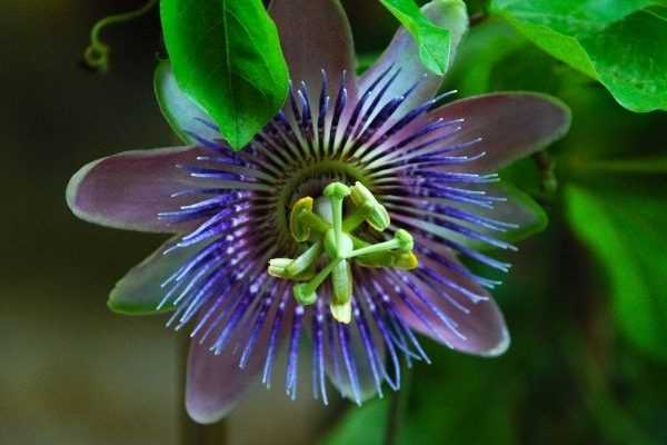 Come fare talee di passiflora? Il nostro tutorial illustrato!