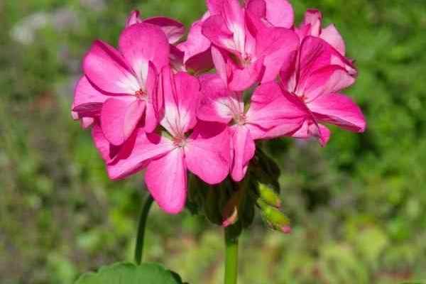 Successo nella semina del Pelargonium