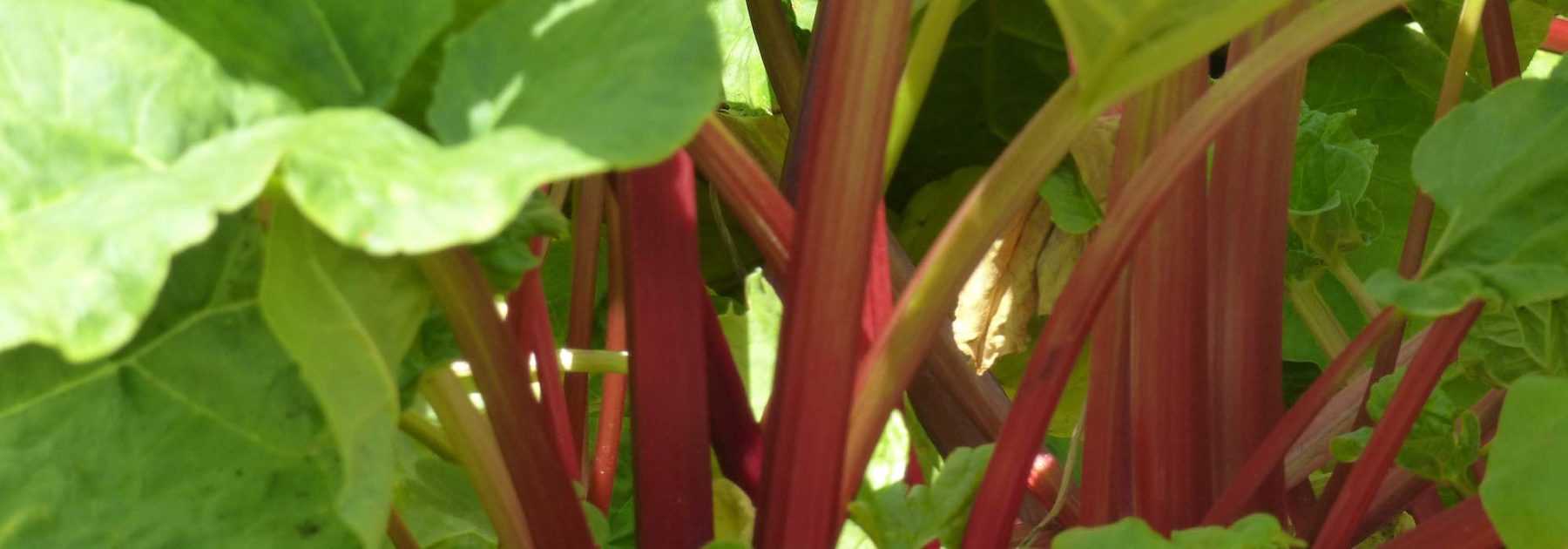 Come preparare il macerato di rabarbaro?