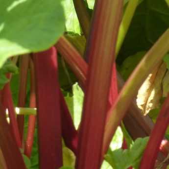 Come preparare il macerato di rabarbaro?
