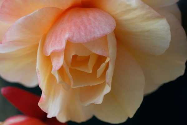 Come moltiplicare il begonia tuberoso per talea?