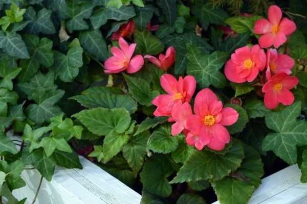 Come forzare un begonia tuberoso?