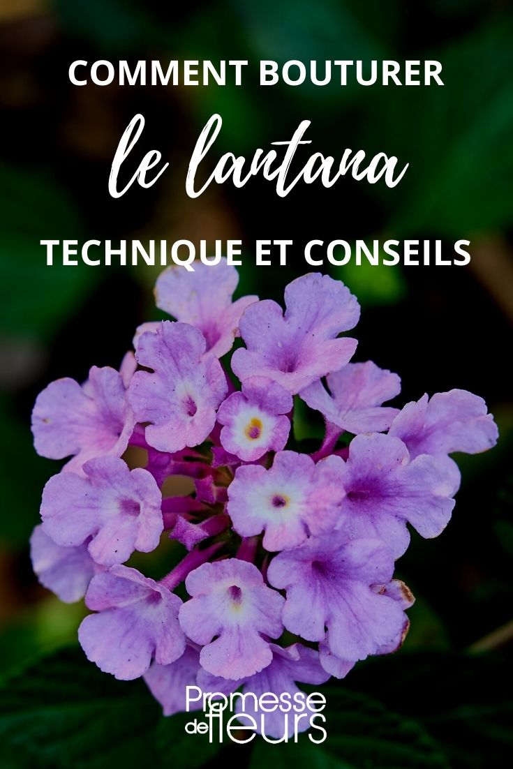 fare una talea di lantana
