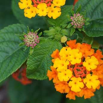 Come propagare il lantana per talea?