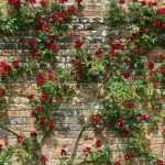 Come fissare un rampicante di rose?