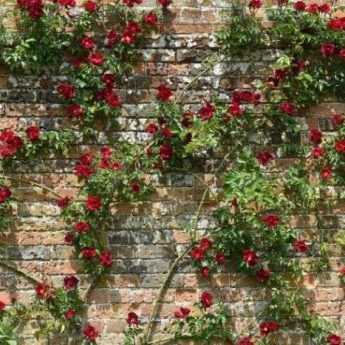 Come fissare un rampicante di rose?
