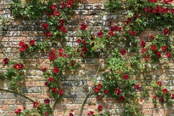 Come fissare un rampicante di rose?