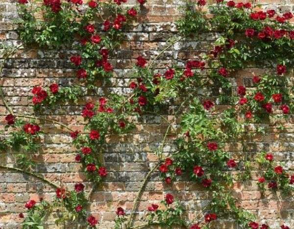 Come fissare un rampicante di rose?