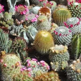 Talea di cactus e piante grasse