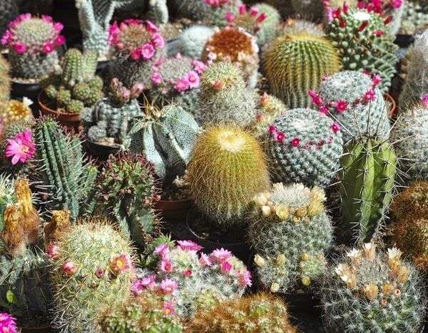 Talea di cactus e piante grasse