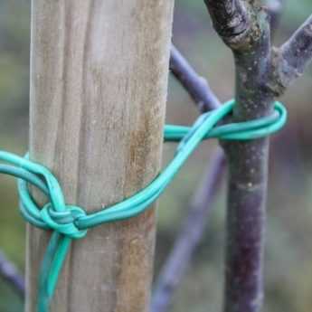 Come sostenere un albero da frutto?