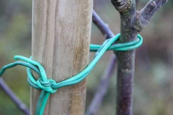 Come tutelare un albero da frutto?