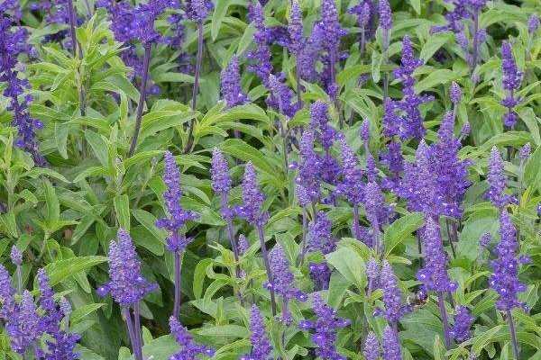 Come seminare l'Agastache?