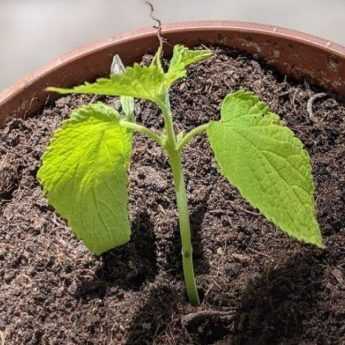 Come propagare l'Agastache per talea?