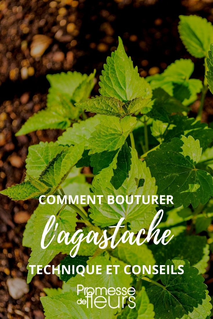 fare una talea di agastache