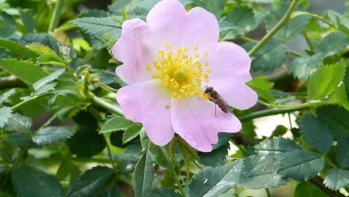 Come fare la marmellata di cinorrodi? Dalla raccolta alla ricetta