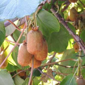 Potatura del kiwi: quando e come potare un actinidia?