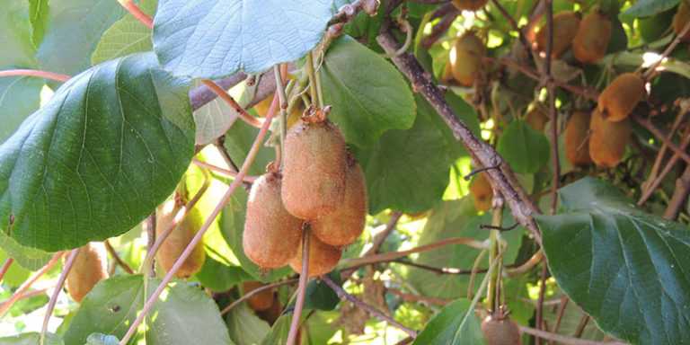 Potatura del kiwi: quando e come potare un actinidia?