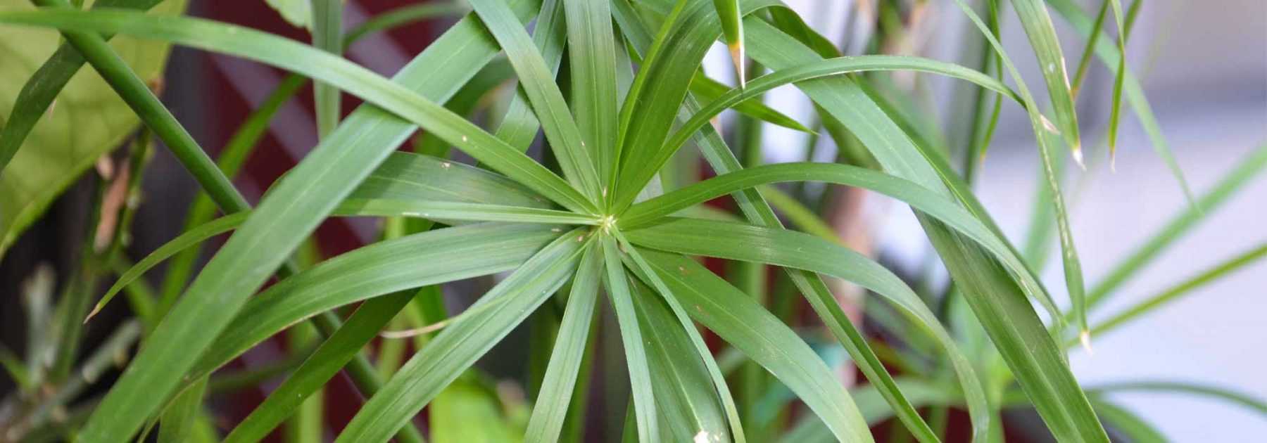 Fare una talea di papiro