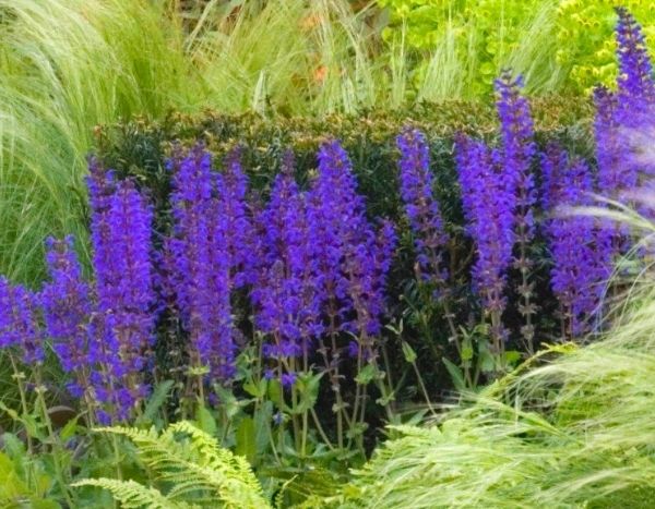 Come propagare la salvia dei boschi per talea?