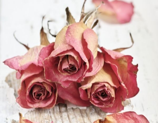 Come essiccare le rose?