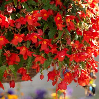 Come realizzare una sospensione di Begonia?