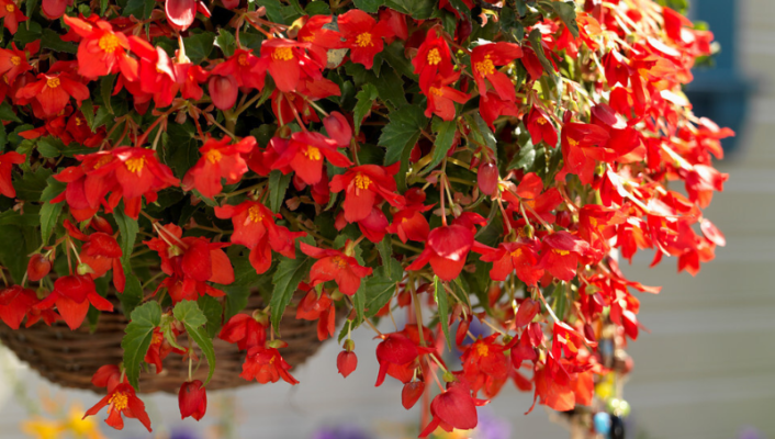 Come realizzare una sospensione di Begonia?