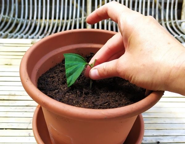 Come fare una talea di Ibisco arbustivo?