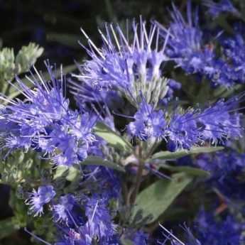 Quando e come potare un Caryopteris?