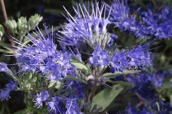 Quando e come potare un Caryopteris?