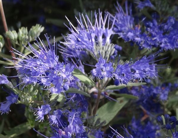 Quando e come potare un Caryopteris?