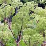 Come raccogliere e conservare i semi di Angelica?