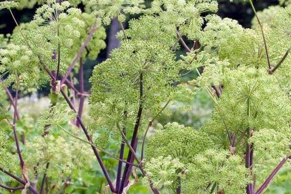 Come raccogliere e conservare i semi di Angelica?